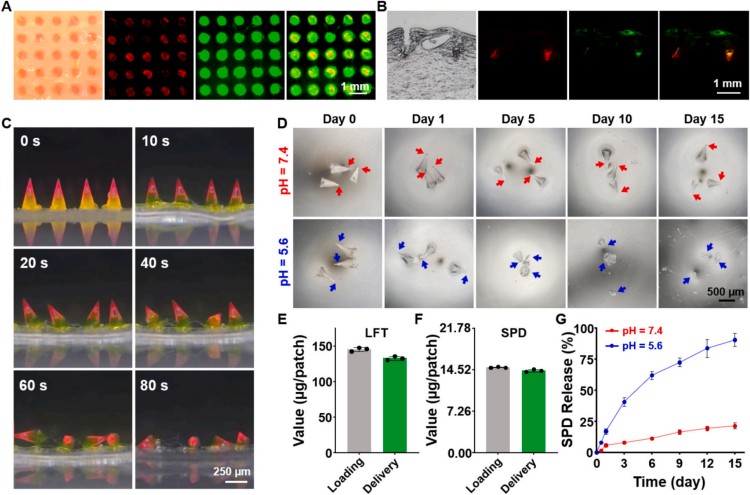 1764559781477176.jpg 微信圖片_2025-12-01_112603_489.jpg